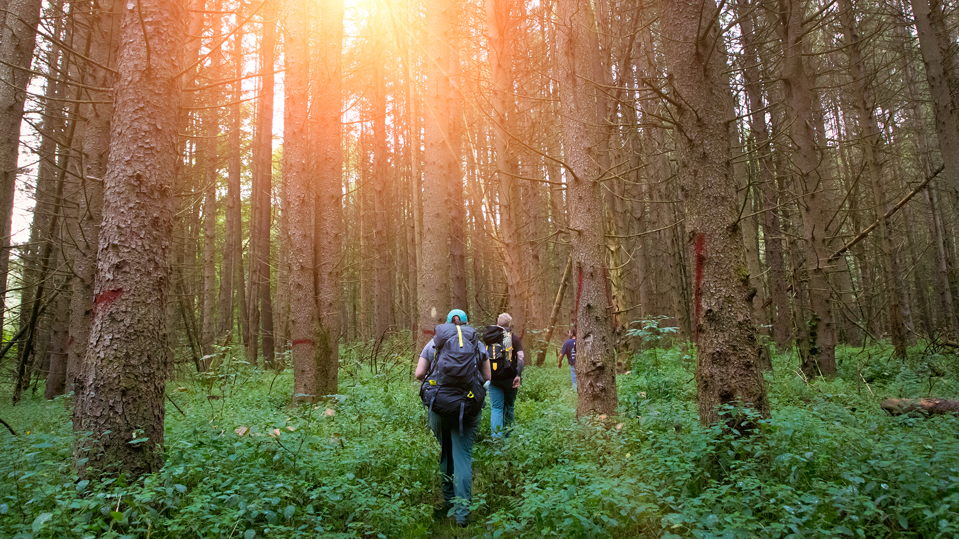 Hiking through the North Country Trail