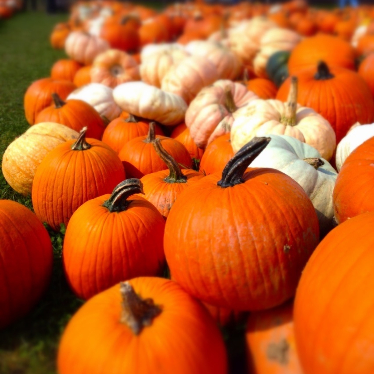 Pumpkins at Pumpkinville 