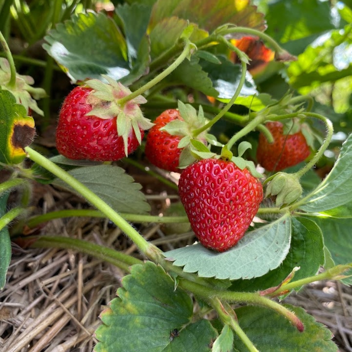 Strawberries