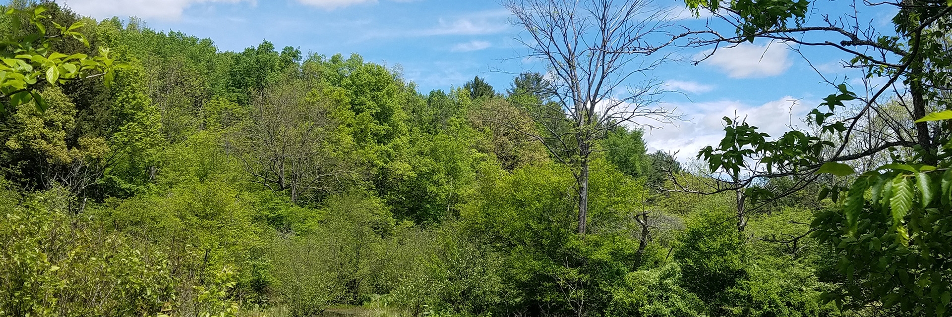 Eshelman Pond - Eshelman area of Pfeiffer Nature Center