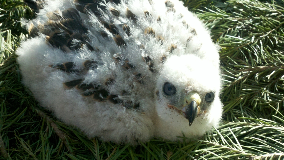 Baby bird at American Hawkeye