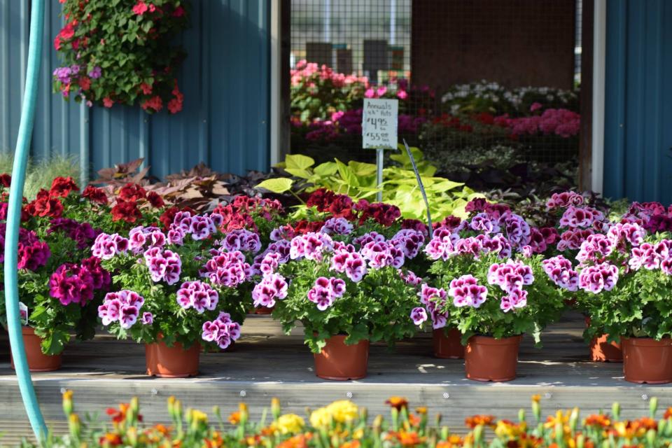 Flowers at Burton's Farm Market