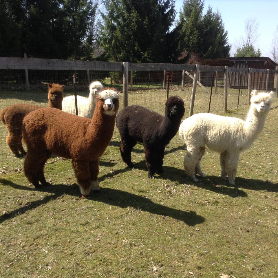 Alpacas at Cardinal Acre Alpacas