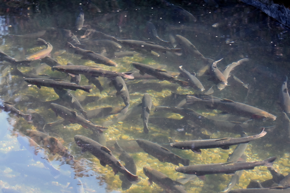 Fish at Randolph NYS Fish Hatchery