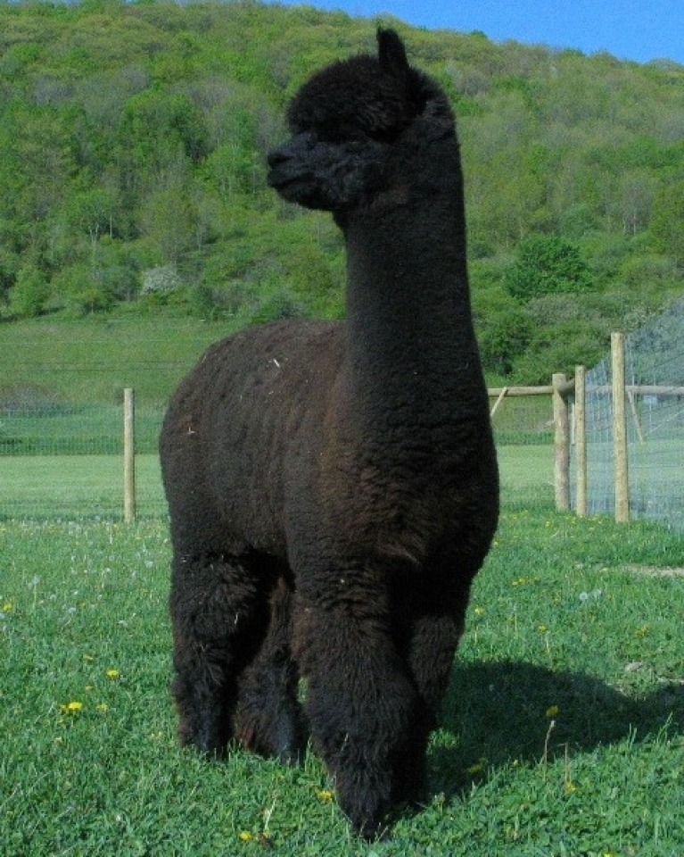 Alpaca