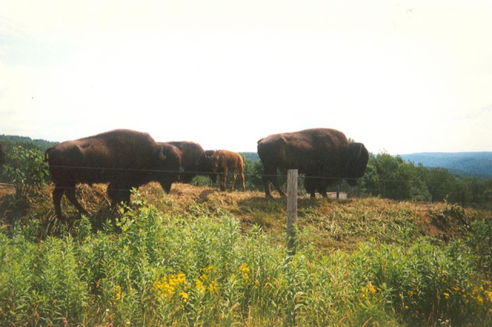 Bison at Maple Ridge Bison Ranch