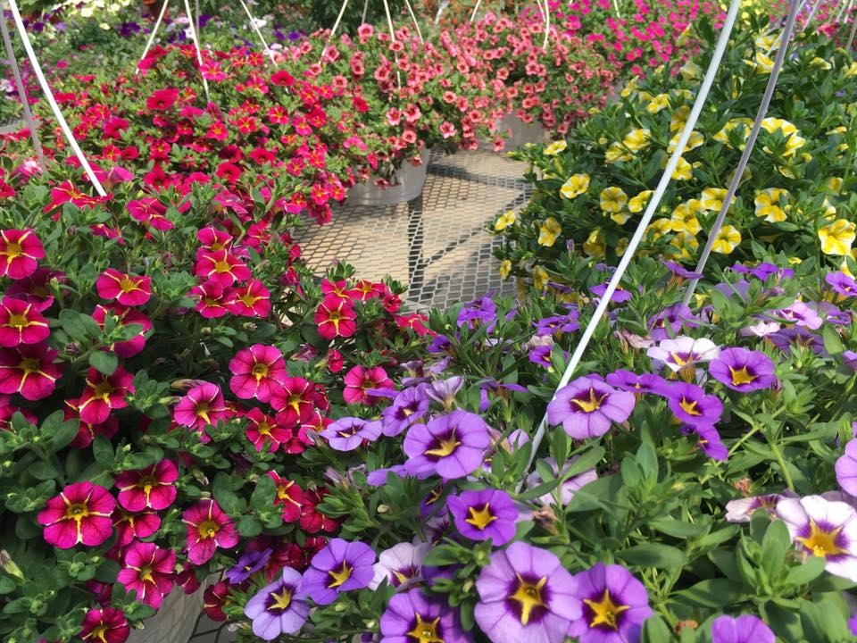 Flowers at Miller's Farm Market