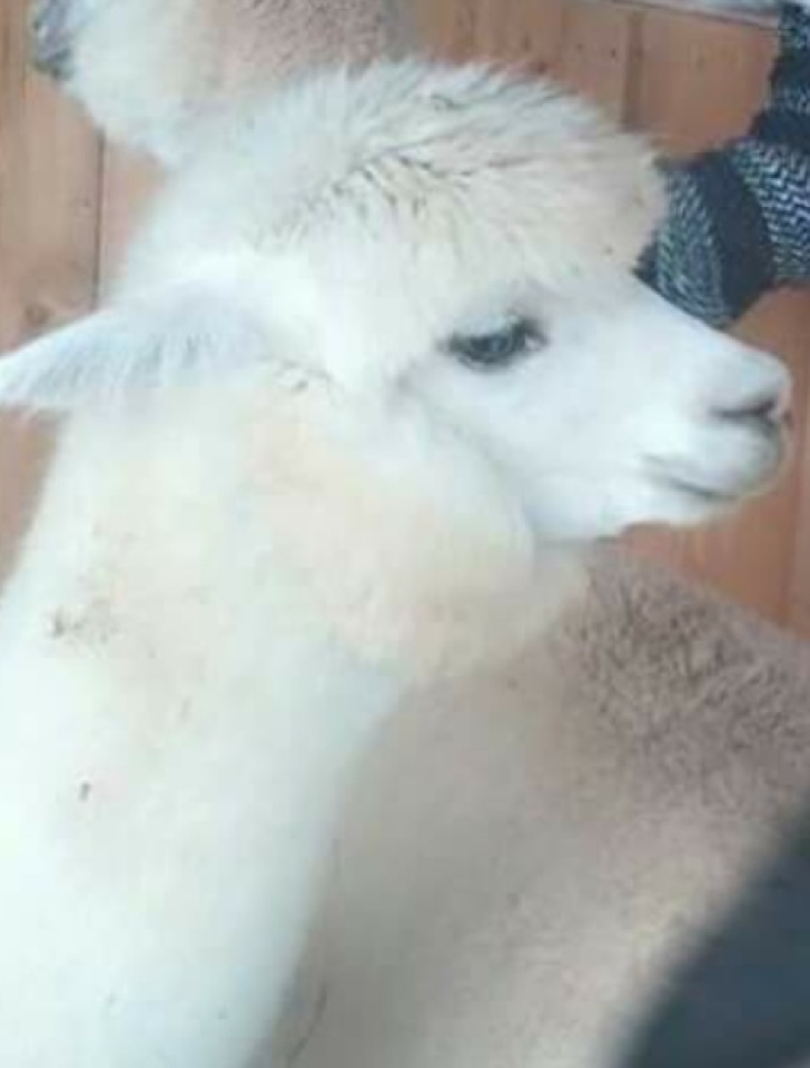 Alpaca at Patroit Pacas