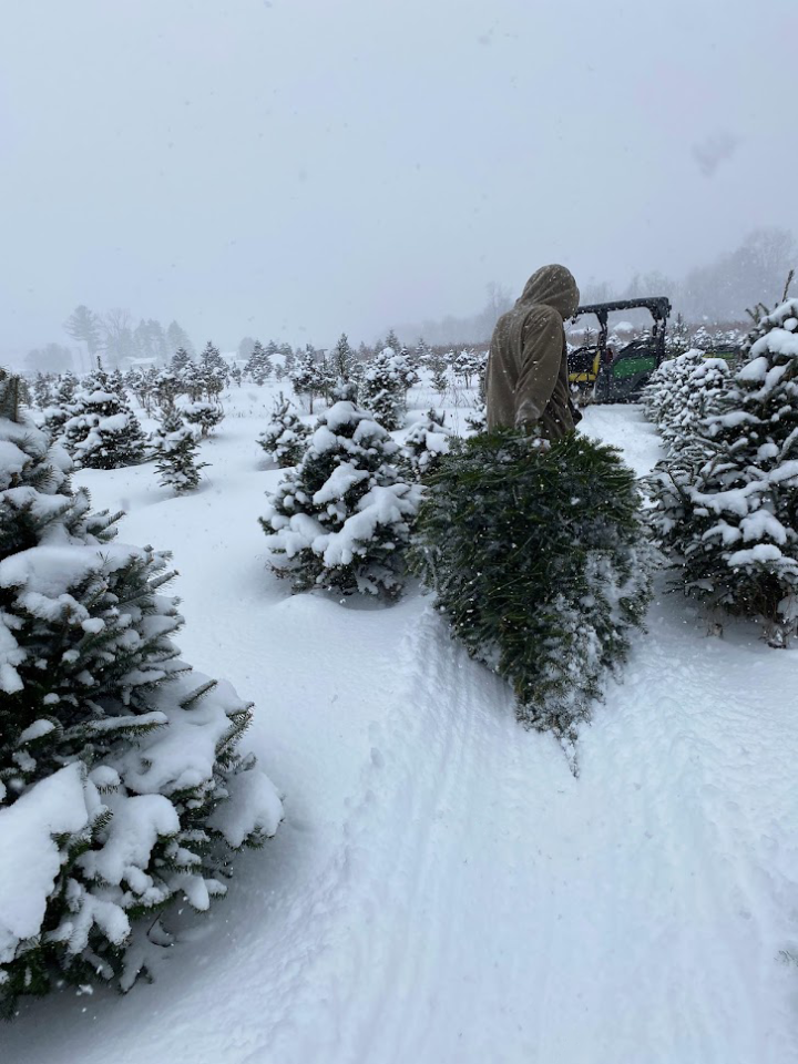 Christmas Trees