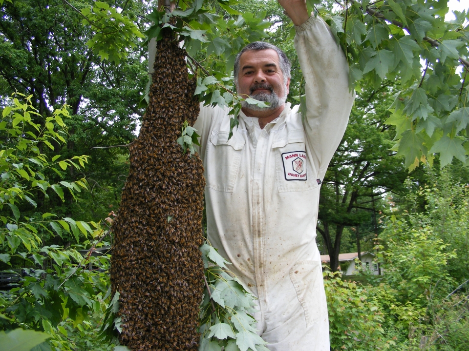 Collecting Bees