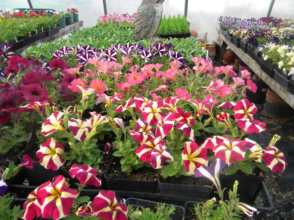 Flowers and other plants at Weber's Greenhouse