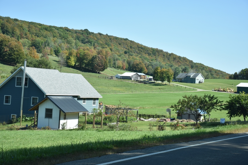 Countryside Flowers in Cattaraugus on an early fall day