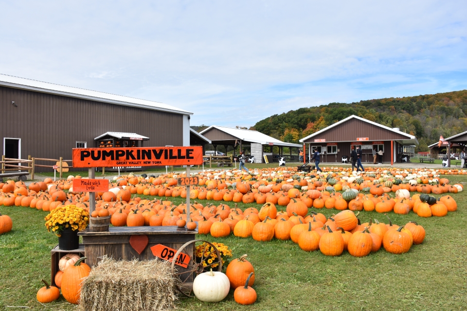 Pumpkins for sale at Pumpkinville