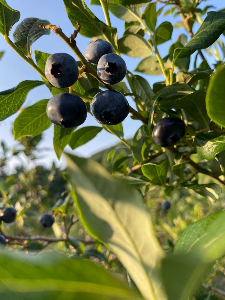 Blueberries picked in the Enchanted Mountains