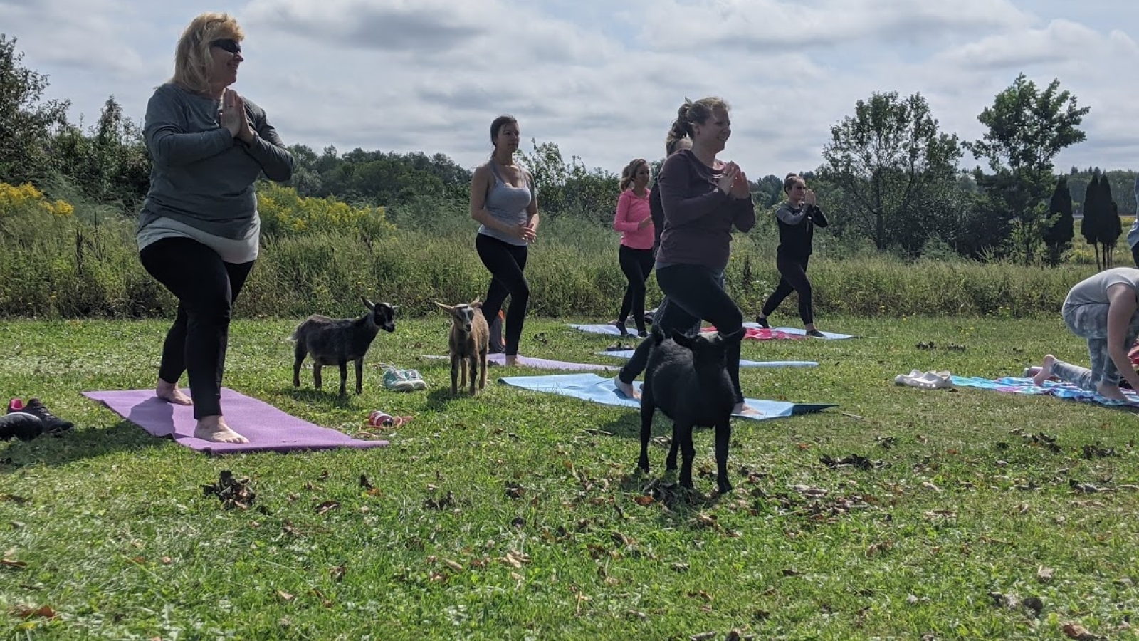 Goat Yoga 2020