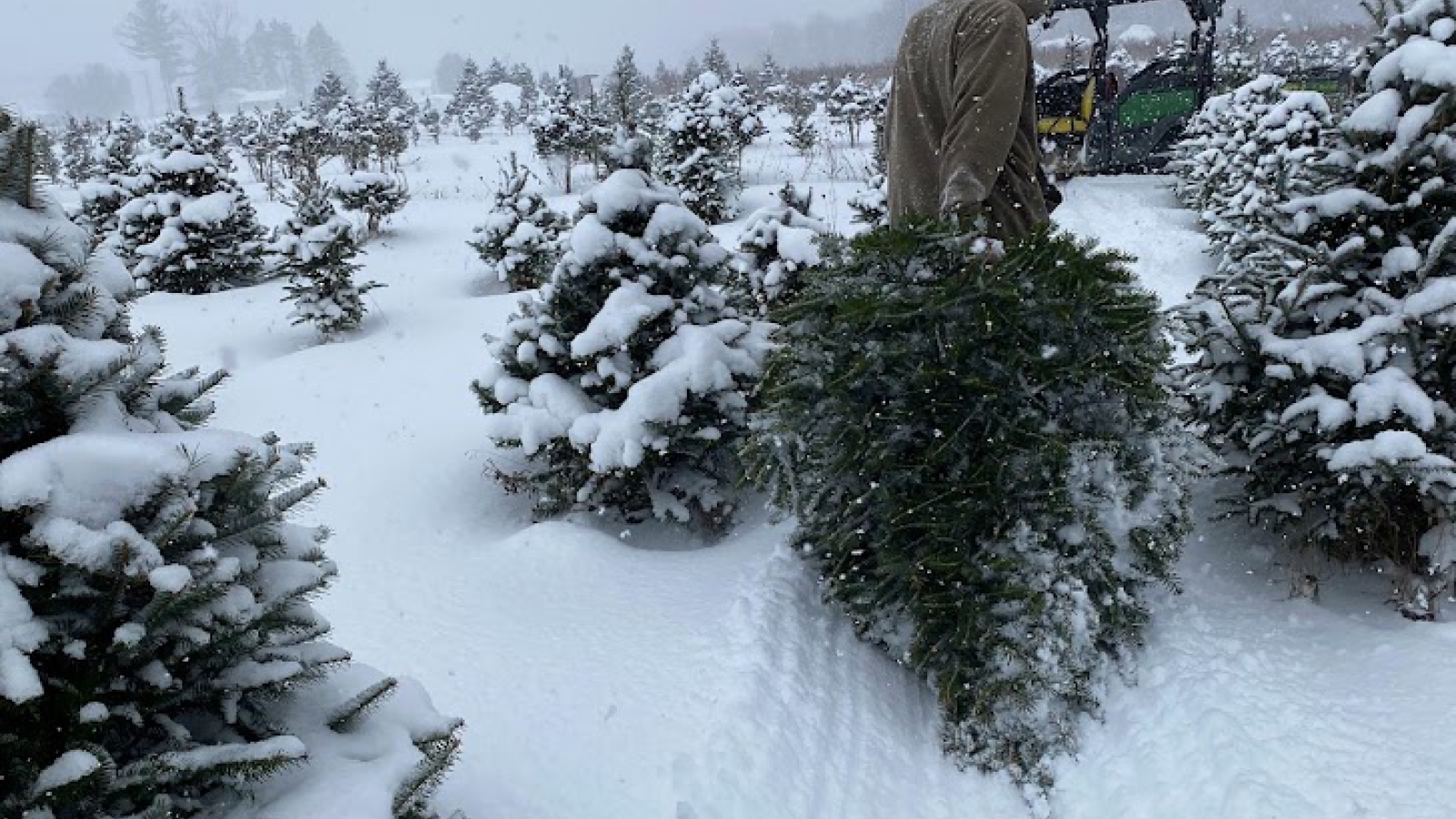 Dragging a Christmas tree that was cut down