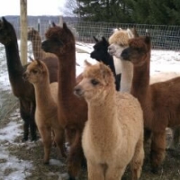 A Slice of Heaven Alpacas