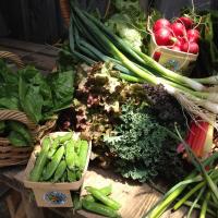 Vegetables at Canticle Farms