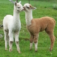 Alpacas at Never Ending Alpaca Farm