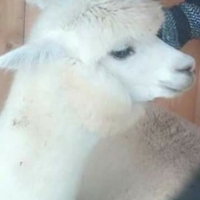 Alpaca at Patroit Pacas