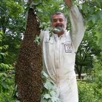 Collecting Bees