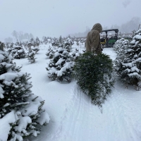 Dragging a Christmas tree that was cut down