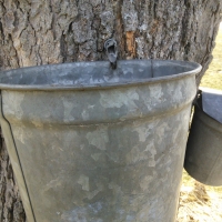 Maple bucket on tree collecting sap