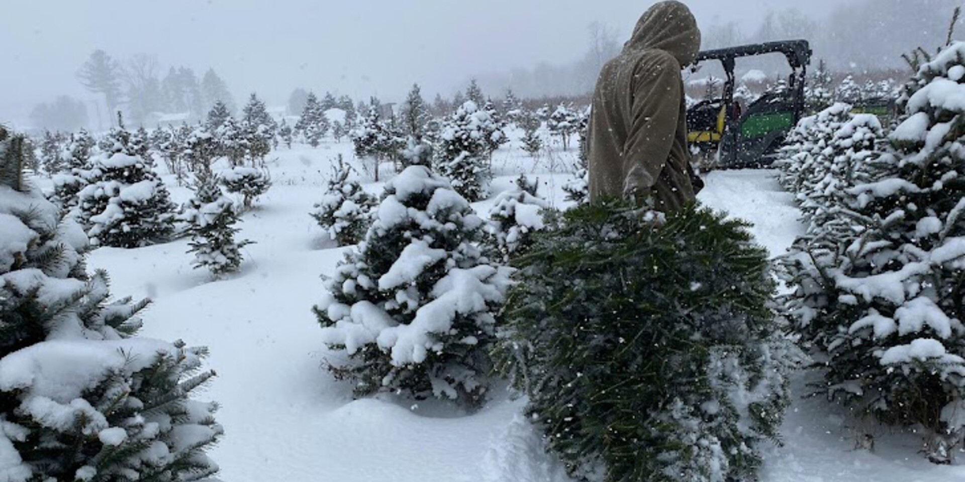 Christmas Trees at Great Valley Berry Patch~16x9