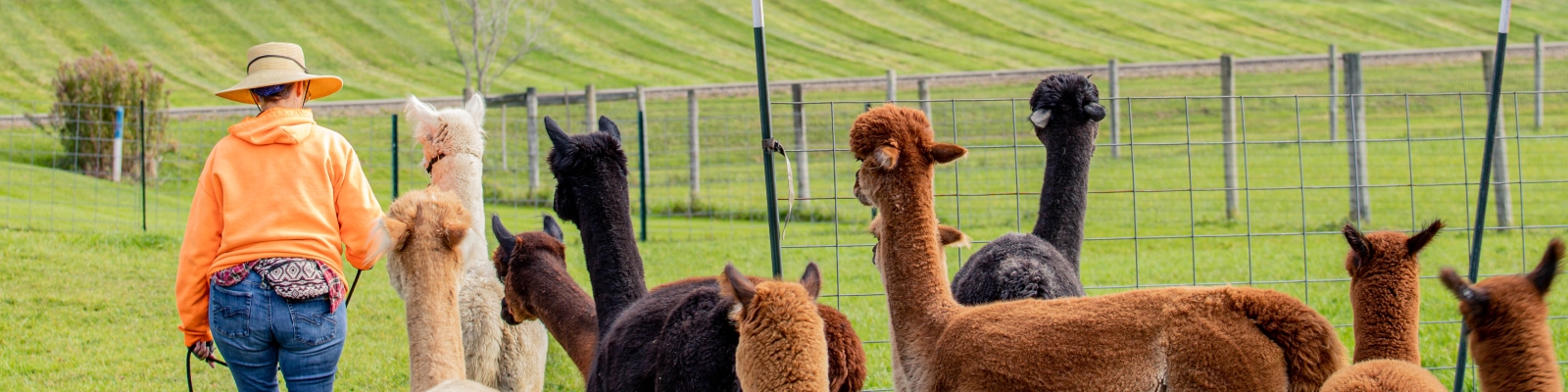 Sugartown Farms Alpacas in the fall following handler