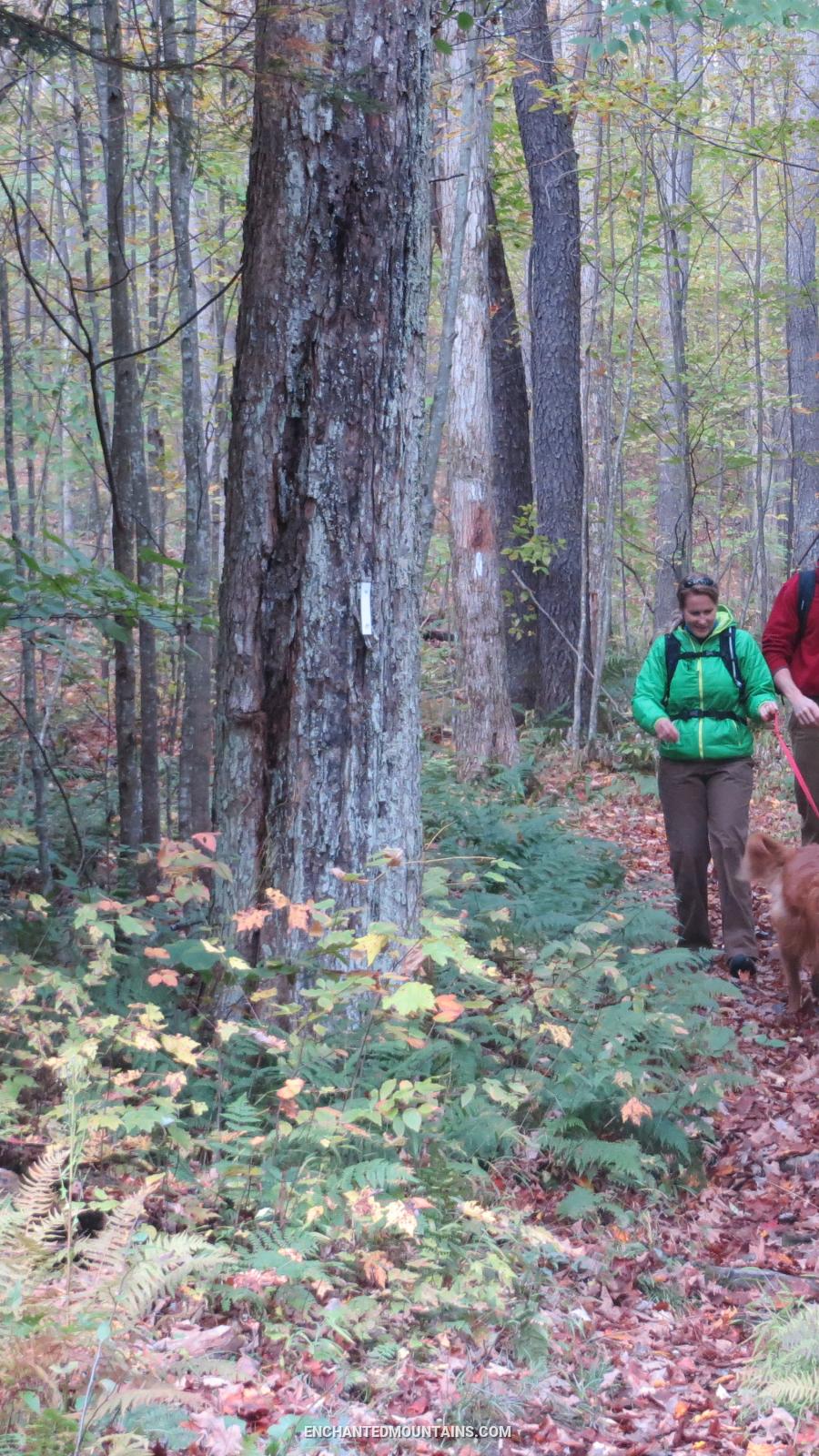 Hiking at Allegany State Park