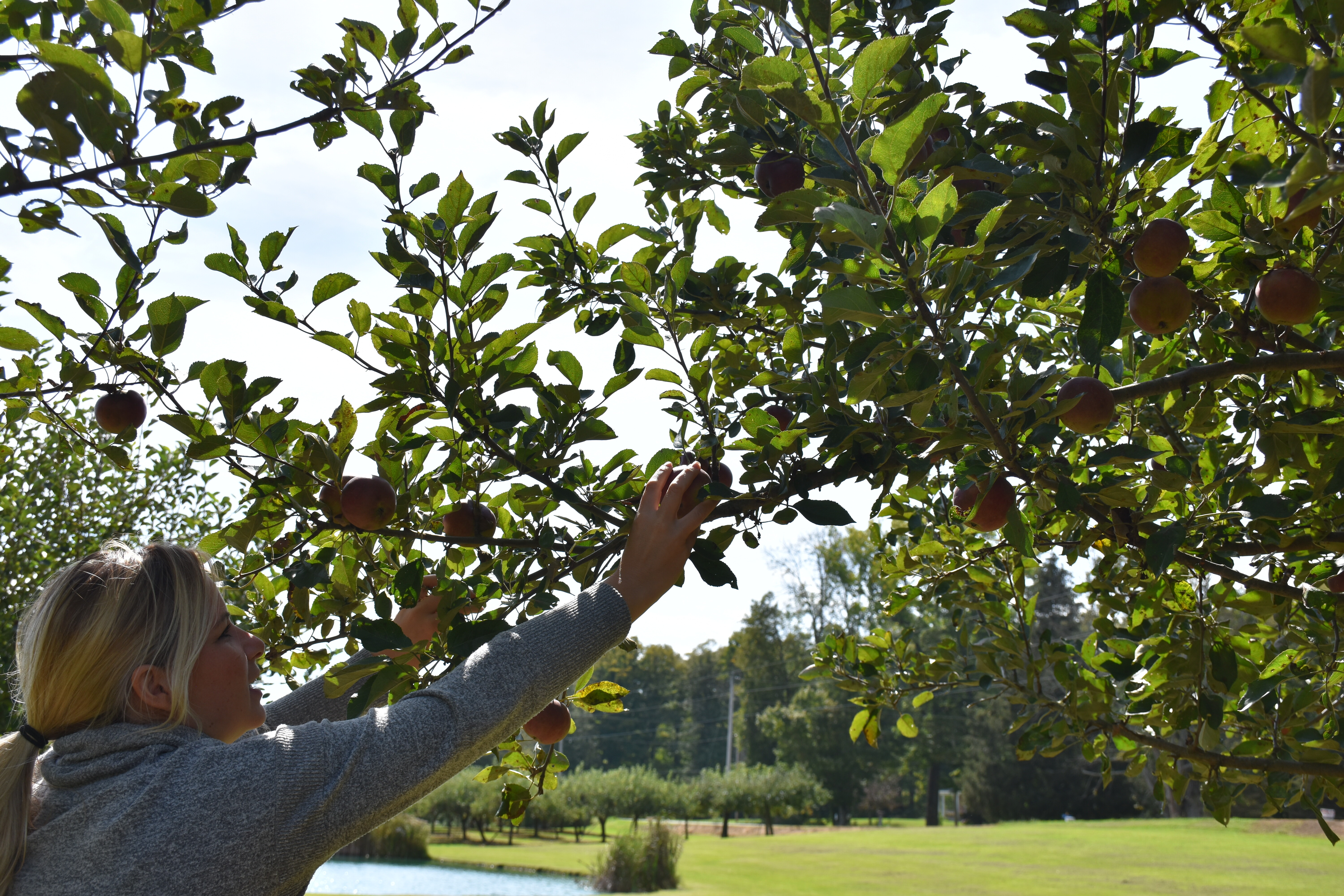 Apple picking at Cottage Orchard