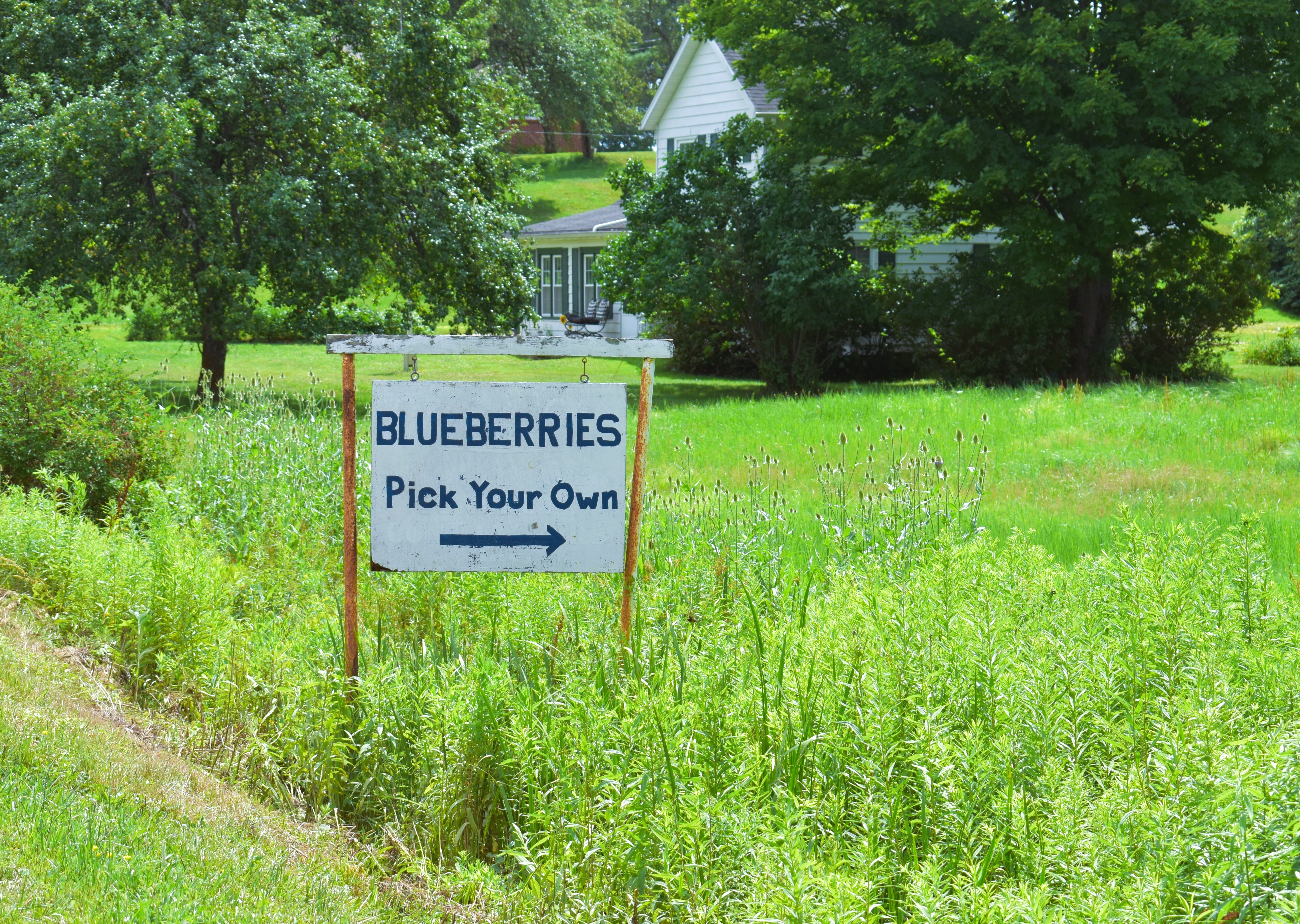 Crisafulli Blueberries Sign