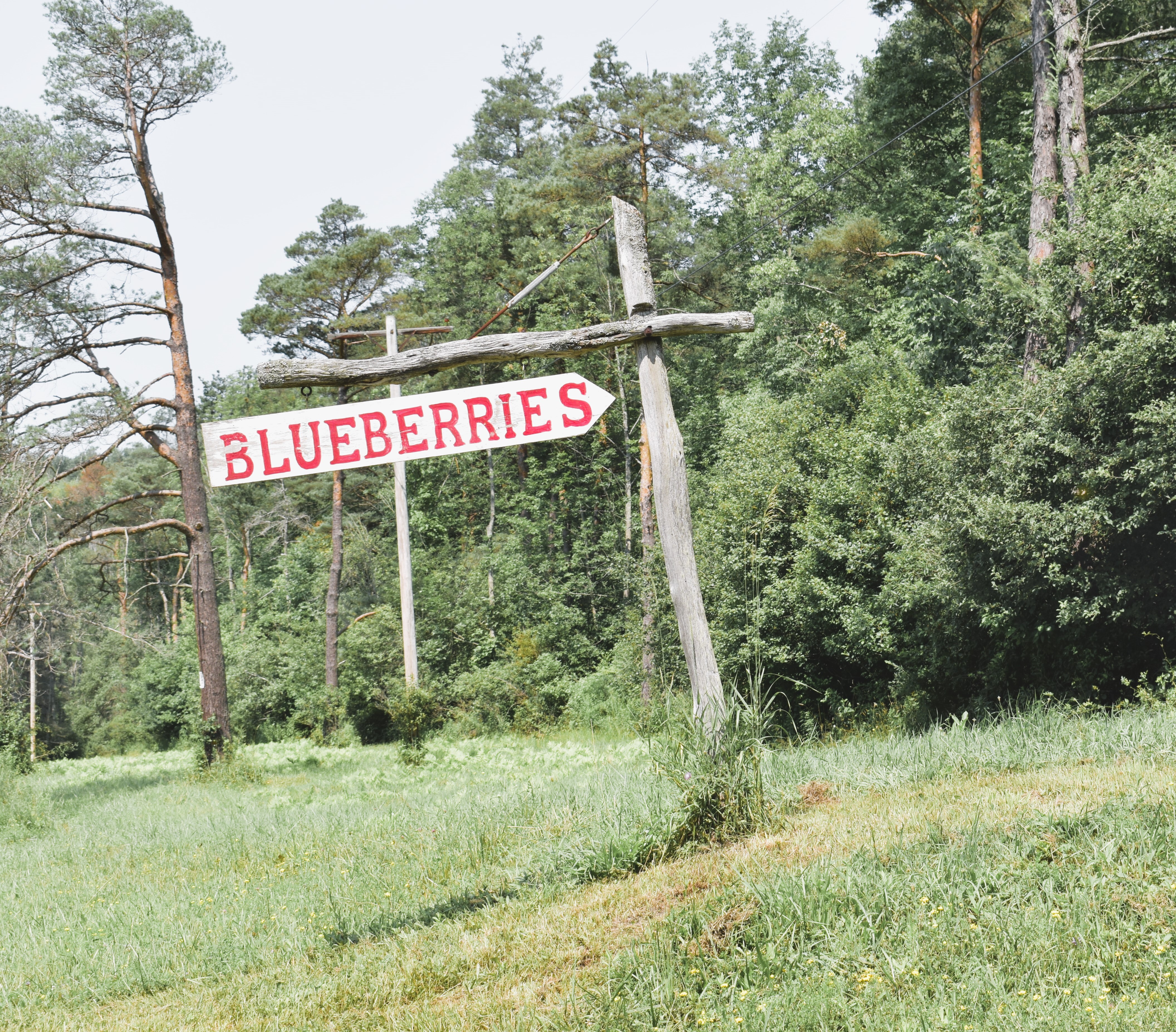 Peppers Blueberry Farm