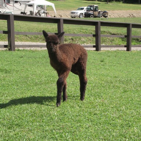 Alpaca at Lakeview Farm Alpacas