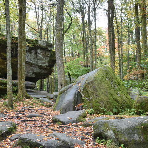 Rocks at Thunder Rocks in Allegany State Park