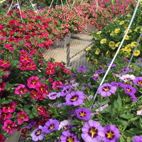 Flowers at Miller's Farm Market