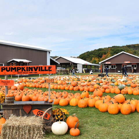 Pumpkins for sale at Pumpkinville