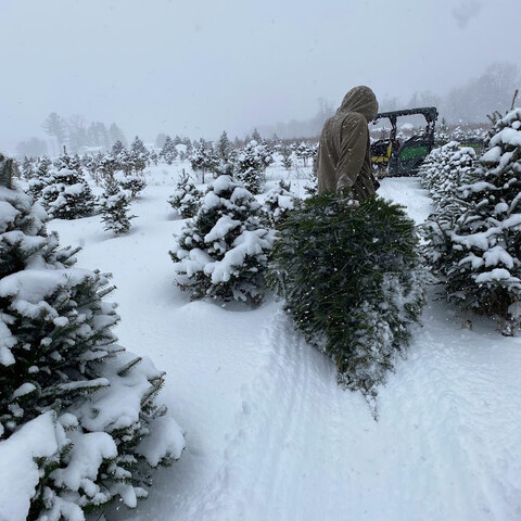 Dragging a Christmas tree that was cut down