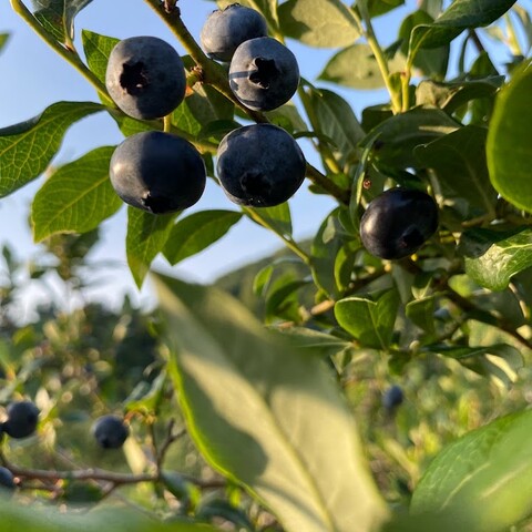 Blueberries picked in the Enchanted Mountains