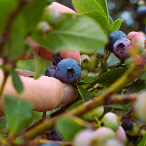 Crisafulli Blueberries close up 