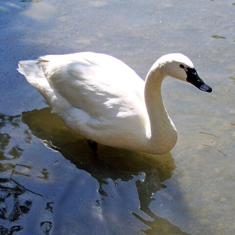 Swan at Gooseneck