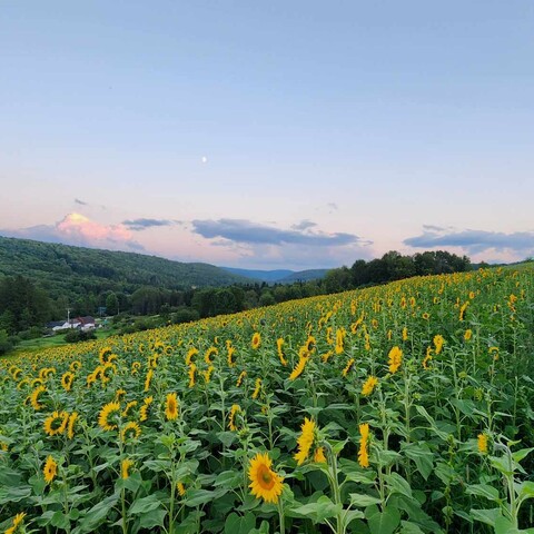 Sunflower field at Songin Farms