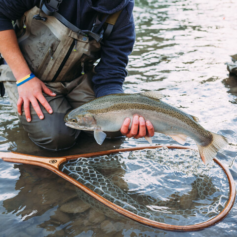 Steelhead from the Cattaraugus Creek