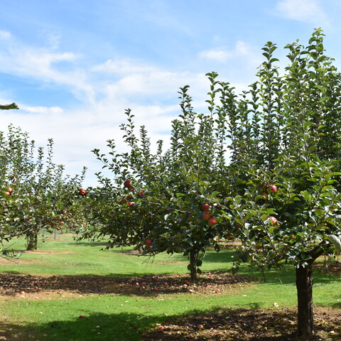 Apple trees at Cottage Orchard