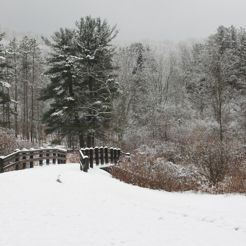 Hiking at Allegany State Park